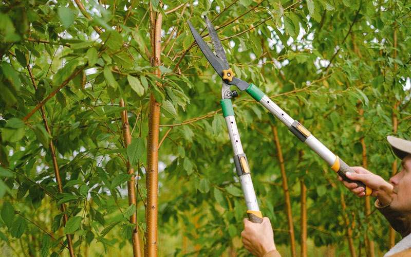 Tree trimming in Suffern, NY